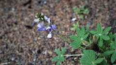 Lupinus montanus