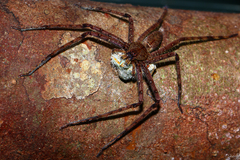 Heteropoda boiei