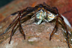 Heteropoda boiei