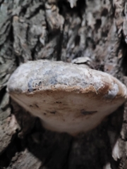 Fomes fomentarius