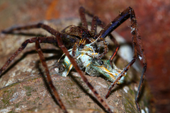 Heteropoda boiei