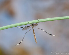 Bittacomorpha clavipes