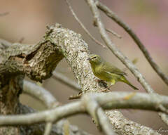 Leiothlypis celata celata