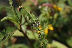 Disonycha uniguttata