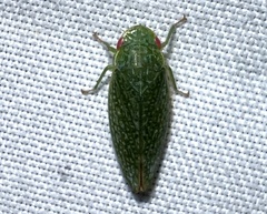 Rugosana