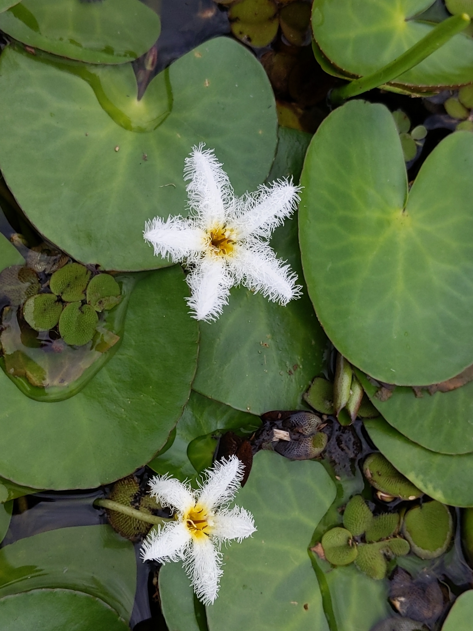 Nymphoides humboldtiana