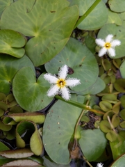Angiospermae