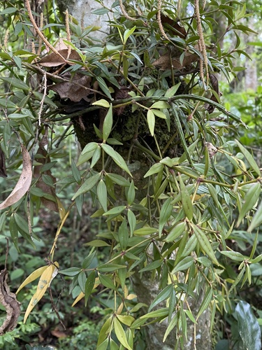 Peruvian peperomia