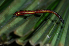 Haemadipsa picta