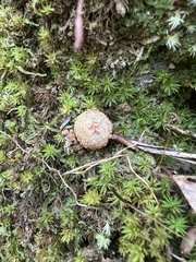 Calostoma ravenelii microsporum