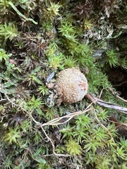 Calostoma ravenelii microsporum