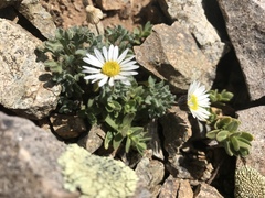 Erigeron vagus