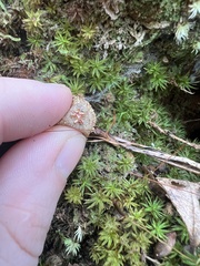Calostoma ravenelii microsporum