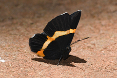 Notheme erota angellus