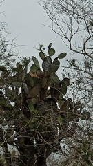 Mimus parvulus parvulus