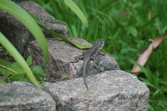 Tropidurus catalanensis