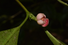 Garcinia puat