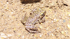 Eleutherodactylus