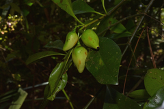 Garcinia puat