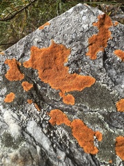 Caloplaca cinnabarina