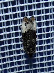 Apotomis sauciana