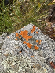 Caloplaca cinnabarina