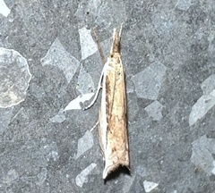 Raphiptera argillaceellus