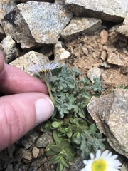Erigeron vagus