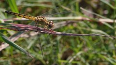 Indothemis carnatica