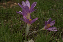 Colchicum stevenii