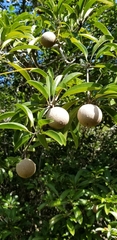 Sapotaceae