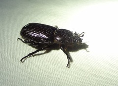 Hemiphileurus