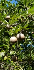 Sapotaceae