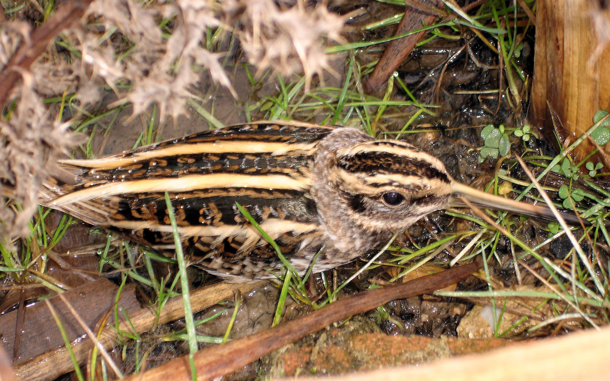 Jack Snipe