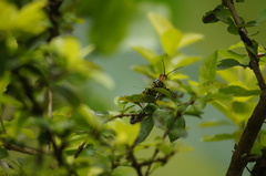 Zoniopoda tarsata