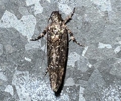 Telphusa perspicua