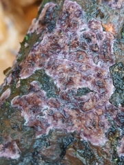 Phlebiopsis crassa