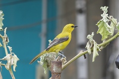 Icterus nigrogularis