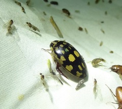 Thermonectus marmoratus