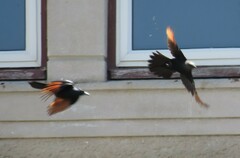 Onychognathus morio morio