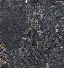 Anolis aeneus