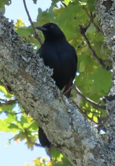 Onychognathus morio morio