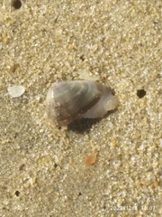 Donacidae