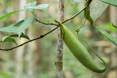 Nepenthes hirsuta