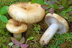 Lactarius tuomikoskii