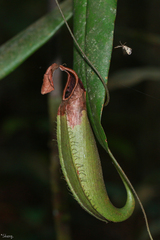Nepenthes hirsuta