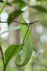 Nepenthes hirsuta