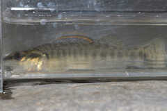 Percina phoxocephala