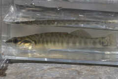 Percina phoxocephala