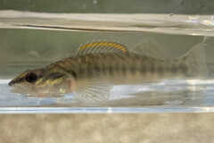 Percina phoxocephala